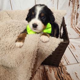 Bernedoodle Puppies from Adorable Dixie Doodles