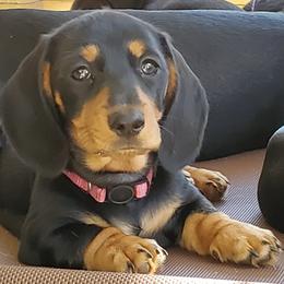 Dachshunds from Dalmar Floridachs
