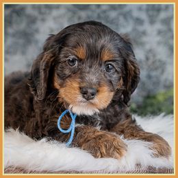 Gordon - Merle male Cockapoo puppy in Connersville, Indiana from Deaz Doodle Ranch