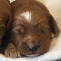 Male 2 - Red  male Goldendoodle puppy in Fredericksburg, Ohio from Timshell Farm Specialty Crossbreed Puppies