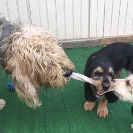 Otterhound Puppies from Blue Fairy Otterhounds