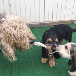 Otterhound Puppies from Blue Fairy Otterhounds