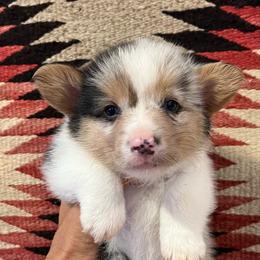 Waylon - Blue merle and white male American Corgi puppy in Tome, New Mexico from Blue Diamond Welsh corgis
