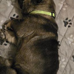 Gunner - Wolfgray male Spanish Mastiff puppy in Prosperity, Pennsylvania from Prosperity Guardians