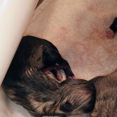 American Corgi, Pembroke Welsh Corgi, and Swedish Vallhund Puppies from Faery Mount Farm