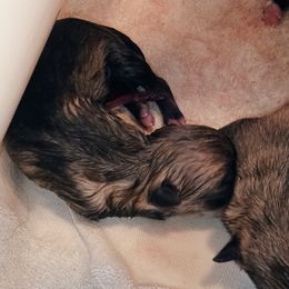 American Corgi, Pembroke Welsh Corgi, and Swedish Vallhund Puppies from Faery Mount Farm