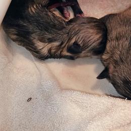 American Corgi, Pembroke Welsh Corgi, and Swedish Vallhund Puppies from Faery Mount Farm