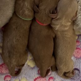 Goldendoodle Puppies from Miss Cindy’s Doodles