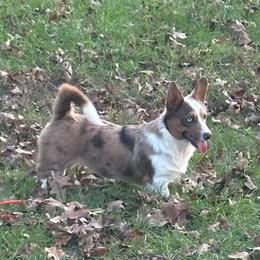 Juniper - American Corgi