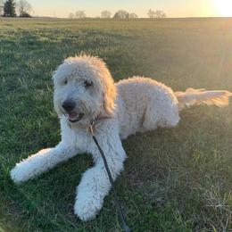 Bernedoodles, Goldendoodles, and Labradoodles from Dreamy Doodles