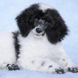 Buster - Poodle