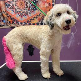 Oakley - Sheepadoodle