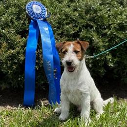 Thor - Russell Terrier