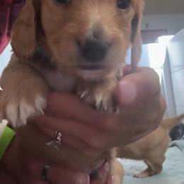 Jaxson - Cream male Dachshund puppy in Clovis, California from Lil Sausage Co