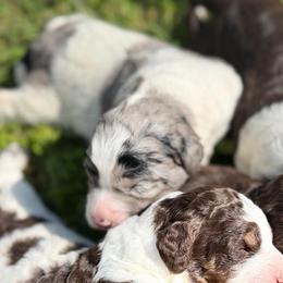 Isla - Blue merle female Bernedoodle puppy in Warrensburg, Missouri from Dreamer Ridge Puppies