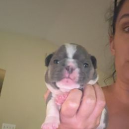 French Bulldog Puppies from Frenchie Wednesdays