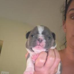 French Bulldog Puppies from Frenchie Wednesdays