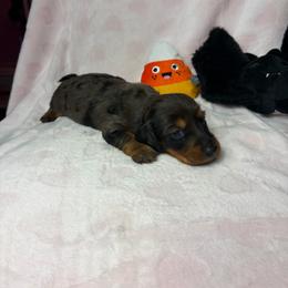 Spotty - Dapple male Dachshund puppy in Lake City, Florida from My Ditzy Doxies of Florida