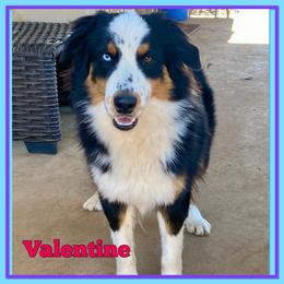 Valentine - Black tri male Miniature American Shepherd puppy in Harmony, North Carolina from Carolina Pride Aussies