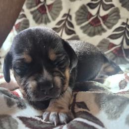 Loretta - Black tan and white female Beagle puppy in Salina, Kansas from Peace Love frenchies