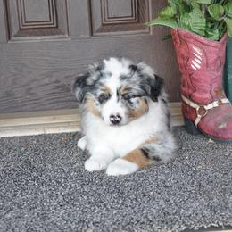 Australian Shepherd Puppies from Kim Rapps Australian Shepherds
