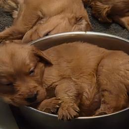 Boy 4 - Dark golden male Golden Retriever puppy in Forest Lake, Minnesota from Northern Lights Goldens