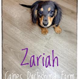 Zariah - Black and cream female Dachshund puppy in Cincinnati, Ohio from Caines Dachshund Farm