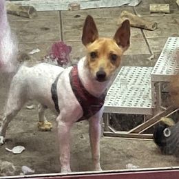 Nutmeg - Toy Fox Terrier