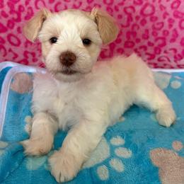 Wheaton Parti - Wheaten male Miniature Schnauzer puppy in Hillsville, Virginia from Valley View Schnauzers