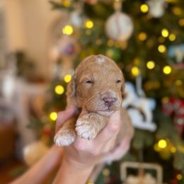 Miss Purple - Apricot female Goldendoodle puppy in Athens, Georgia from Moore Goldendoodles