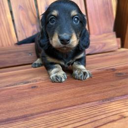 Girl 2 - Black and tan female Dachshund puppy in Santa Rosa, California from Signature Mini Dachshunds
