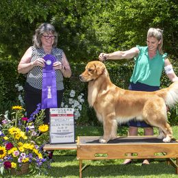 Howie - Golden Retriever