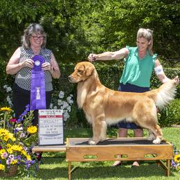 Howie - Golden Retriever