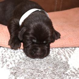 Lexus - Chocolate female Labrador Retriever puppy in Camden, Indiana from Camden's Caring Canines