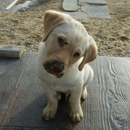 Labrador Retriever Puppies from Loving Loyal Labs