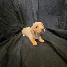 Teddy - Red male Dachshund puppy in Ft Dodge, Iowa from Secret Reality