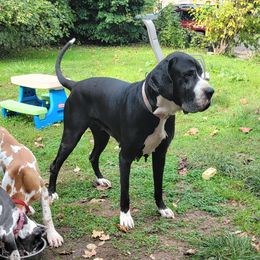 Blossom  - Great Dane