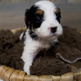 Bernard - Black and white male Bernedoodle puppy in Bowling Green, Ohio from Windy Creek Doodles