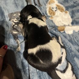 Thunder - Black and white male German Shorthaired Pointer puppy in Jackson, Georgia from Tiner GSP’s LLC