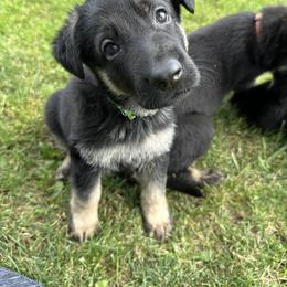 German Shepherd Puppies from Vermachtnis German Shepherds