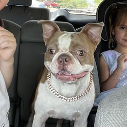 Duke - Boston Terrier