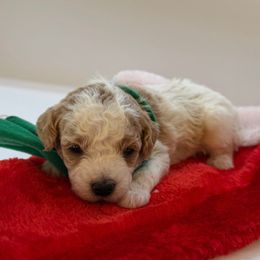 Frost - Parti male Maltipoo puppy in St. George, Utah from Winchester Hills Poodles and Doodles
