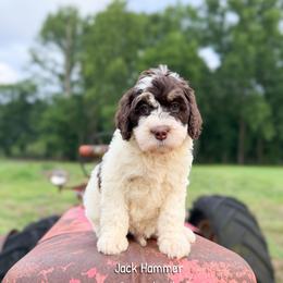 Jack Hammer - Brown and white male Bernedoodle puppy in Grove, Oklahoma from Guinn Family Farms