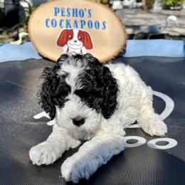 Pongo - Black and white male Cockapoo puppy in Miami, Florida from Peshos Cockapoos
