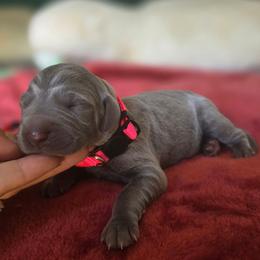 Sold - Blue male Weimaraner puppy in Frostproof, Florida from Waggin' Weims