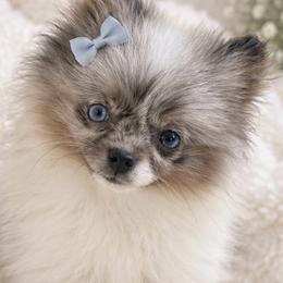 Mosaic - Blue Merle Parti Female - Blue merle female Pomeranian puppy in Buck Valley, Pennsylvania from Buck Valley Pomeranians