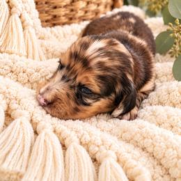 Sophia - Dapple female Dachshund puppy in Stoneville, North Carolina from Yadkin Valley Dachshunds