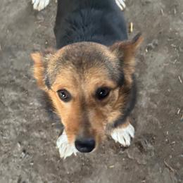 Liddy Lou - Red female American Corgi puppy in Heyworth, Illinois from Schumaker Corgis