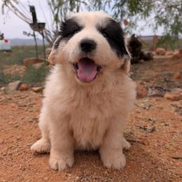 Barron - White and badger male Great Pyrenees puppy in Tombstone, Arizona from WeVolution Off-Grid