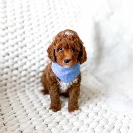 Draco - Red  male Goldendoodle puppy in Springville, Utah from Happy Doodle